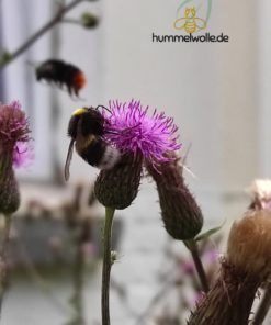 Blumen für Hummeln und Wild- Bienen