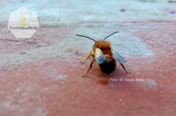 Rote Mauerbiene auf einem Strangfalzziegel von hinten