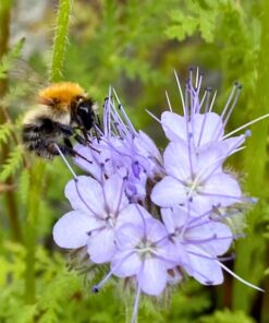eine Hummel, die auf eine lila Blume fliegt