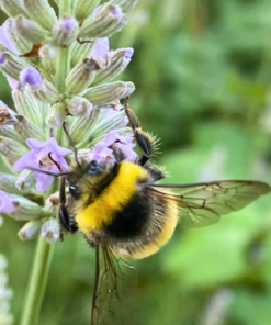 Hummel auf Lavendel