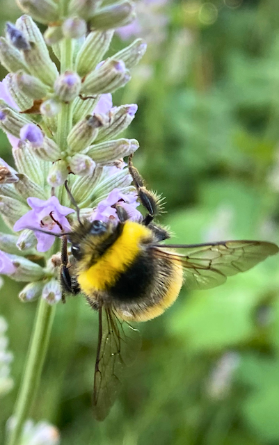 Hummel auf Lavendel