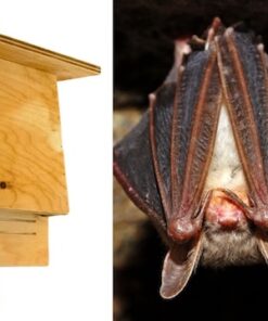 Fledermauskasten mit Fledermaus