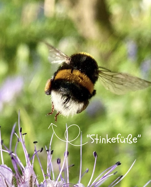 Hummel mit “Stinkefüsse”