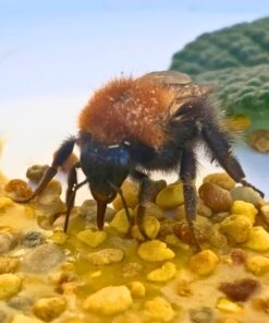 Hummel Lockstoff