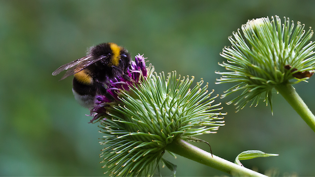 Hummel auf Distel Hero Bild